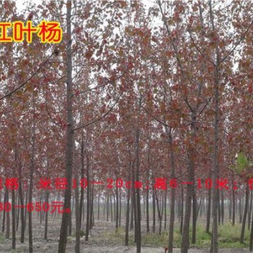中华红叶杨261~300cm