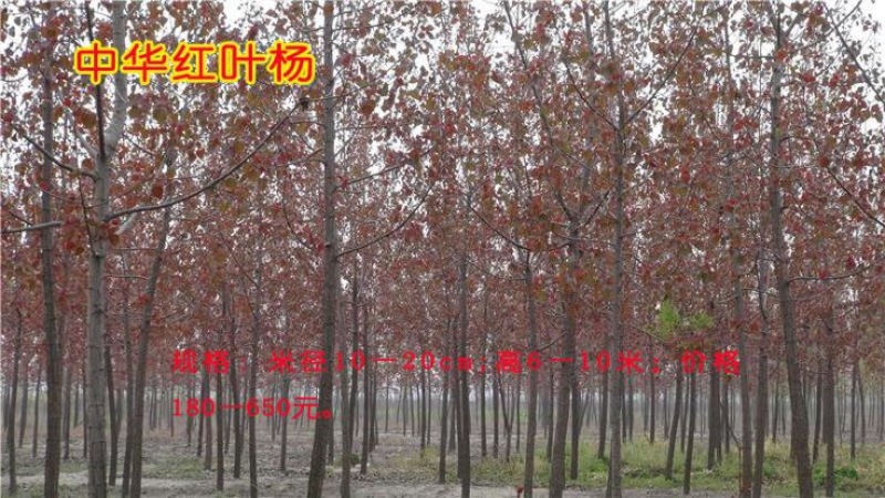 中华红叶杨261~300cm