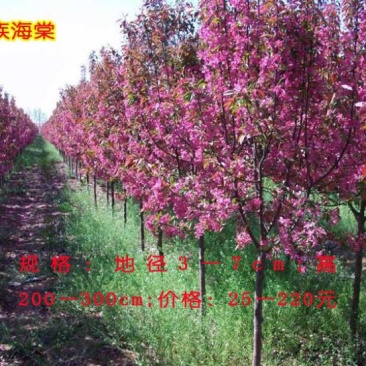 海棠6~8cm12~14cm12~14cm