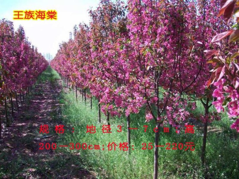 海棠6~8cm12~14cm12~14cm