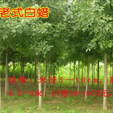 白蜡树4~6cm10~12cm