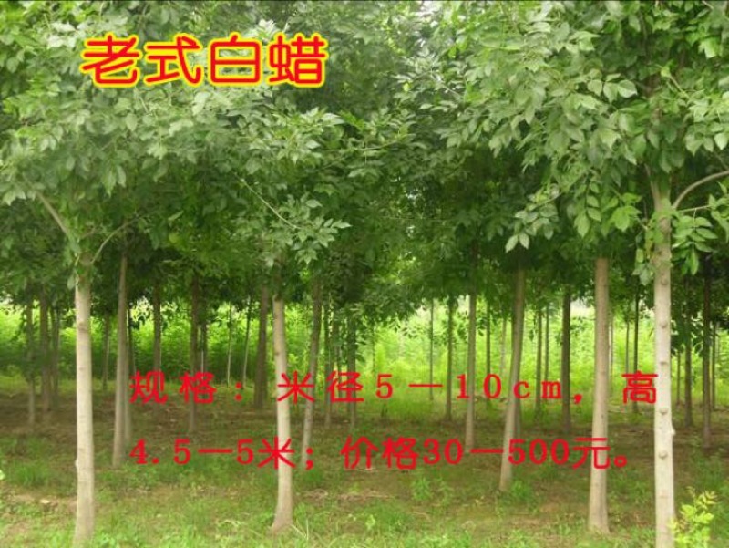 白蜡树4~6cm10~12cm