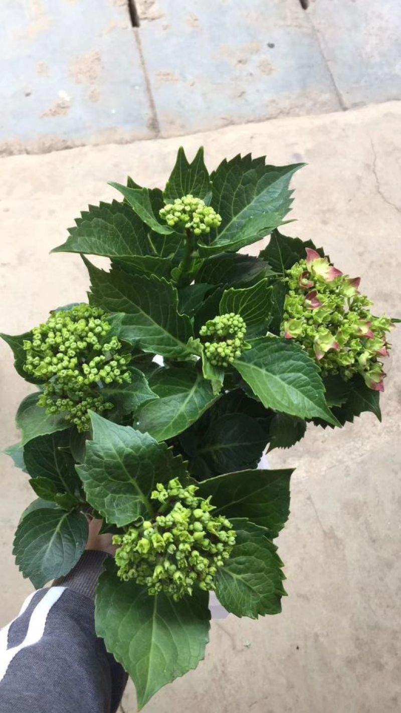 基地批发八仙花种苗(无尽夏)绣球花苗
