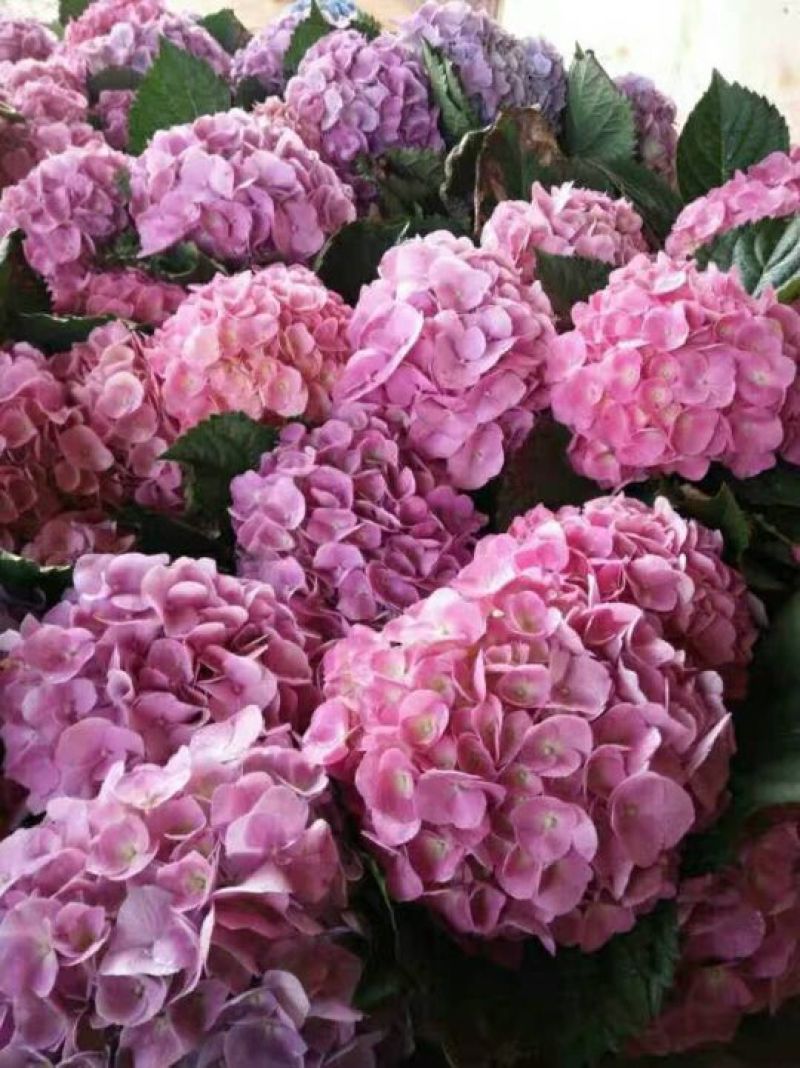 基地批发八仙花种苗(无尽夏)绣球花苗