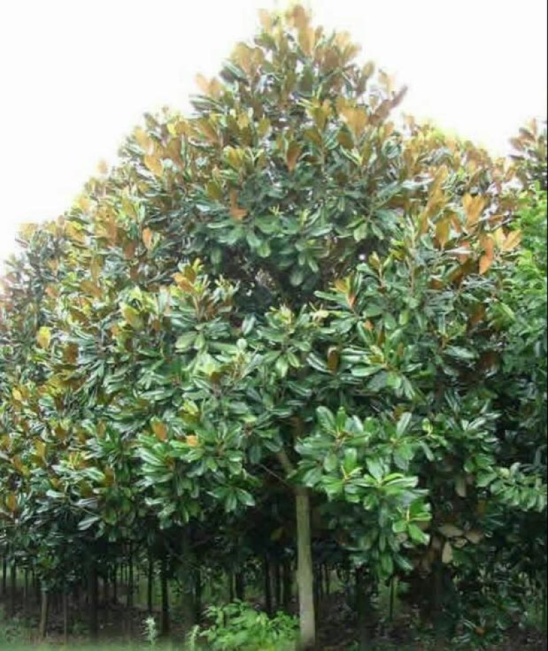 广玉兰8~10cm
