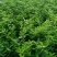 药枳壳苗药柑苗川药枳壳苗嫁接药枳壳苗品质保证签合同