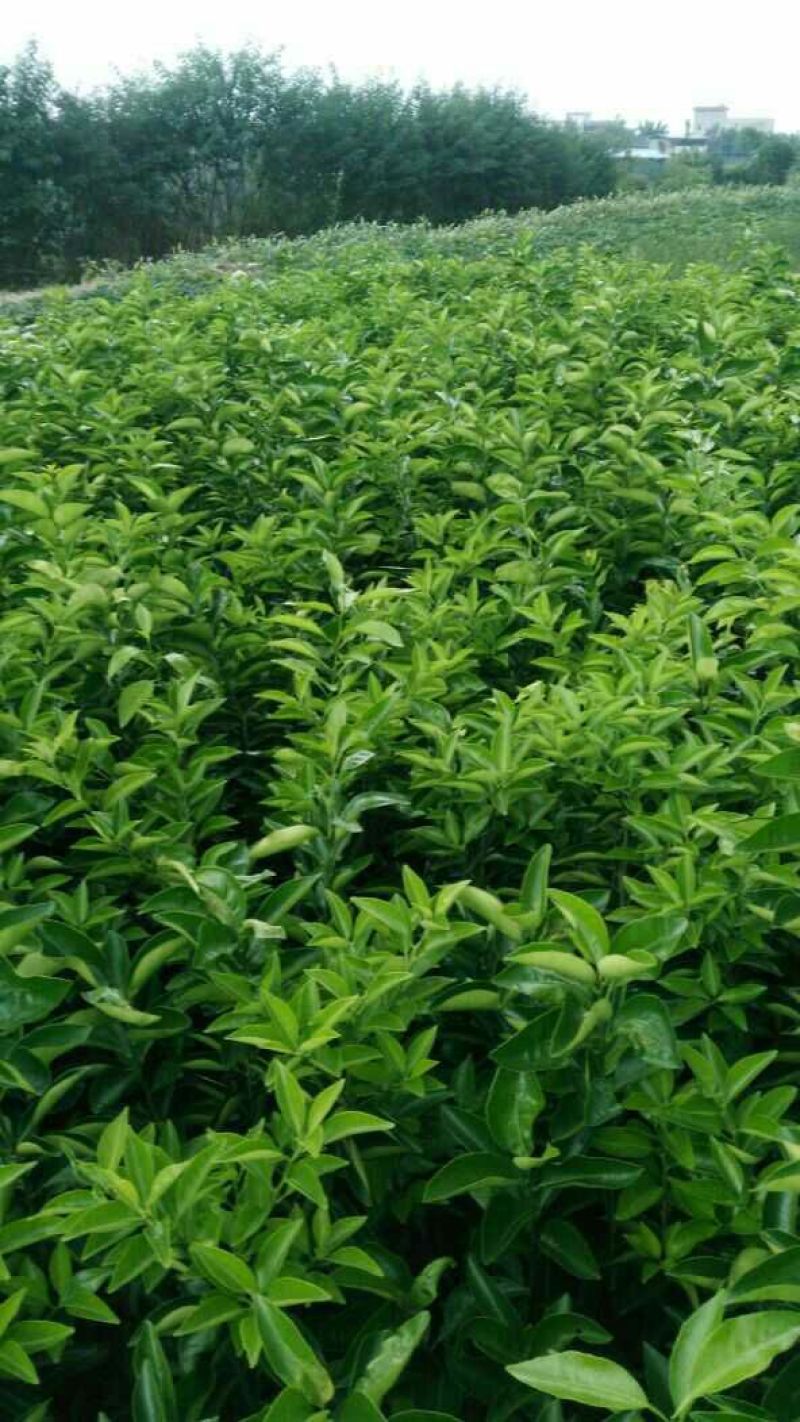 药枳壳苗药柑苗川药枳壳苗嫁接药枳壳苗品质保证签合同