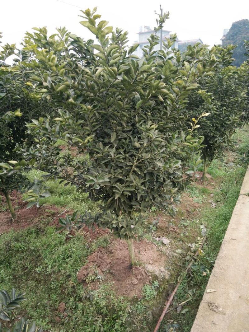 药枳壳苗药柑苗川药枳壳苗嫁接药枳壳苗品质保证签合同