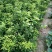 药枳壳苗药柑苗川药枳壳苗嫁接药枳壳苗品质保证签合同