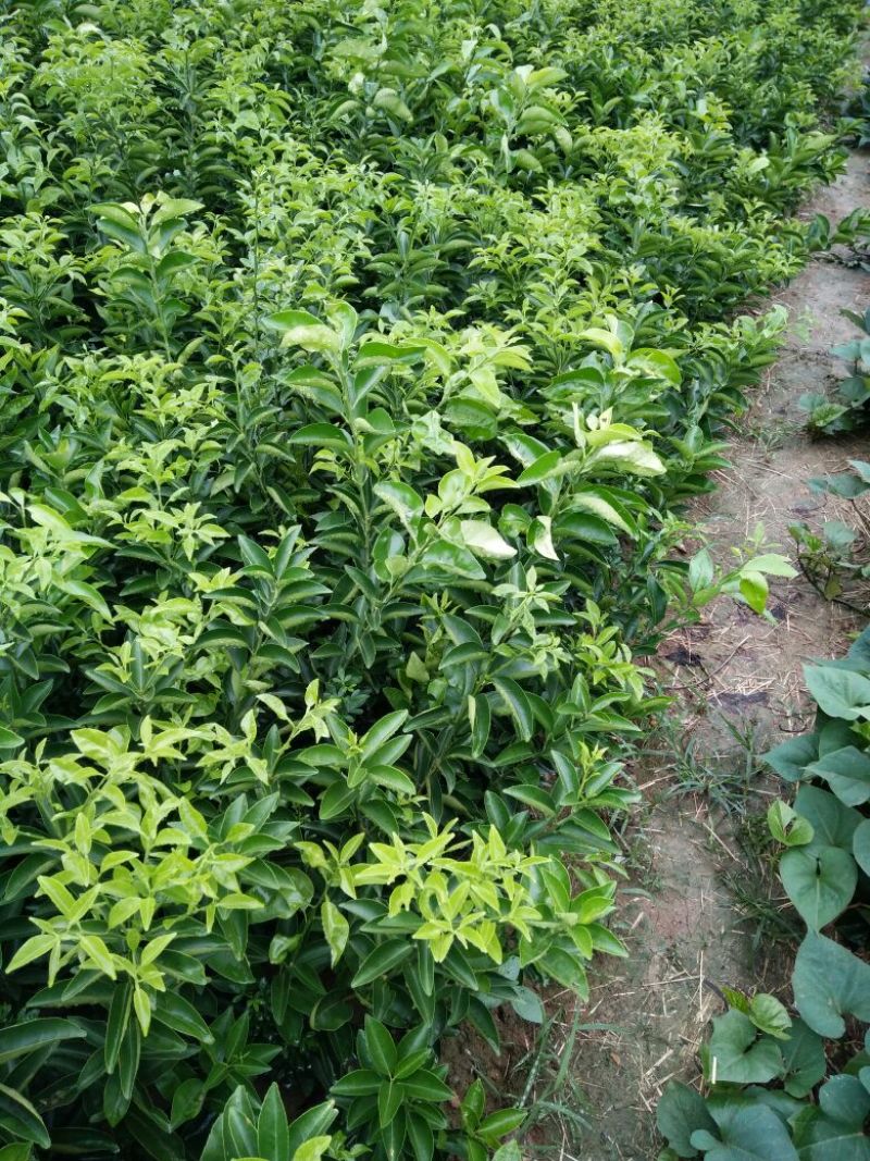 药枳壳苗药柑苗川药枳壳苗嫁接药枳壳苗品质保证签合同