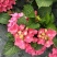 八仙花（绣球）