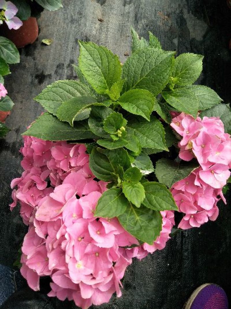八仙花（绣球）