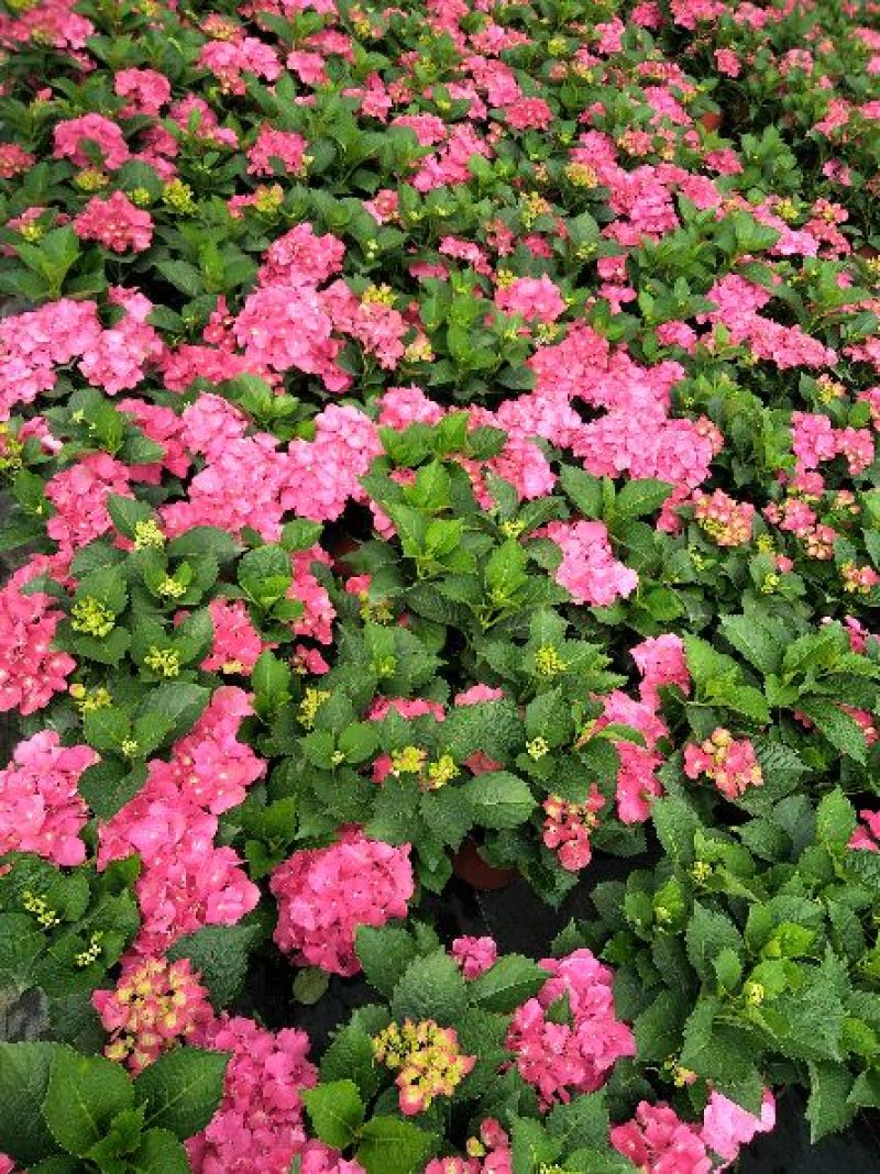 八仙花（绣球）