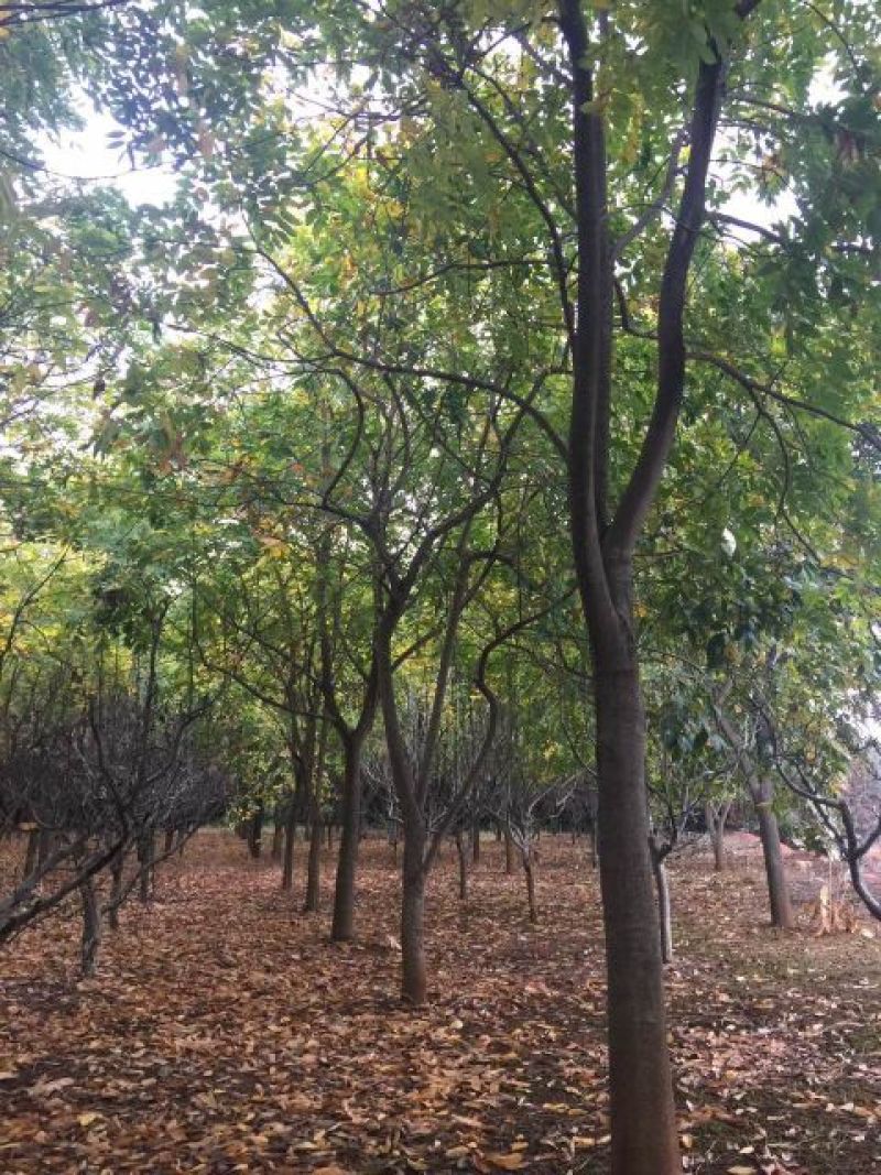 无患子3~5m