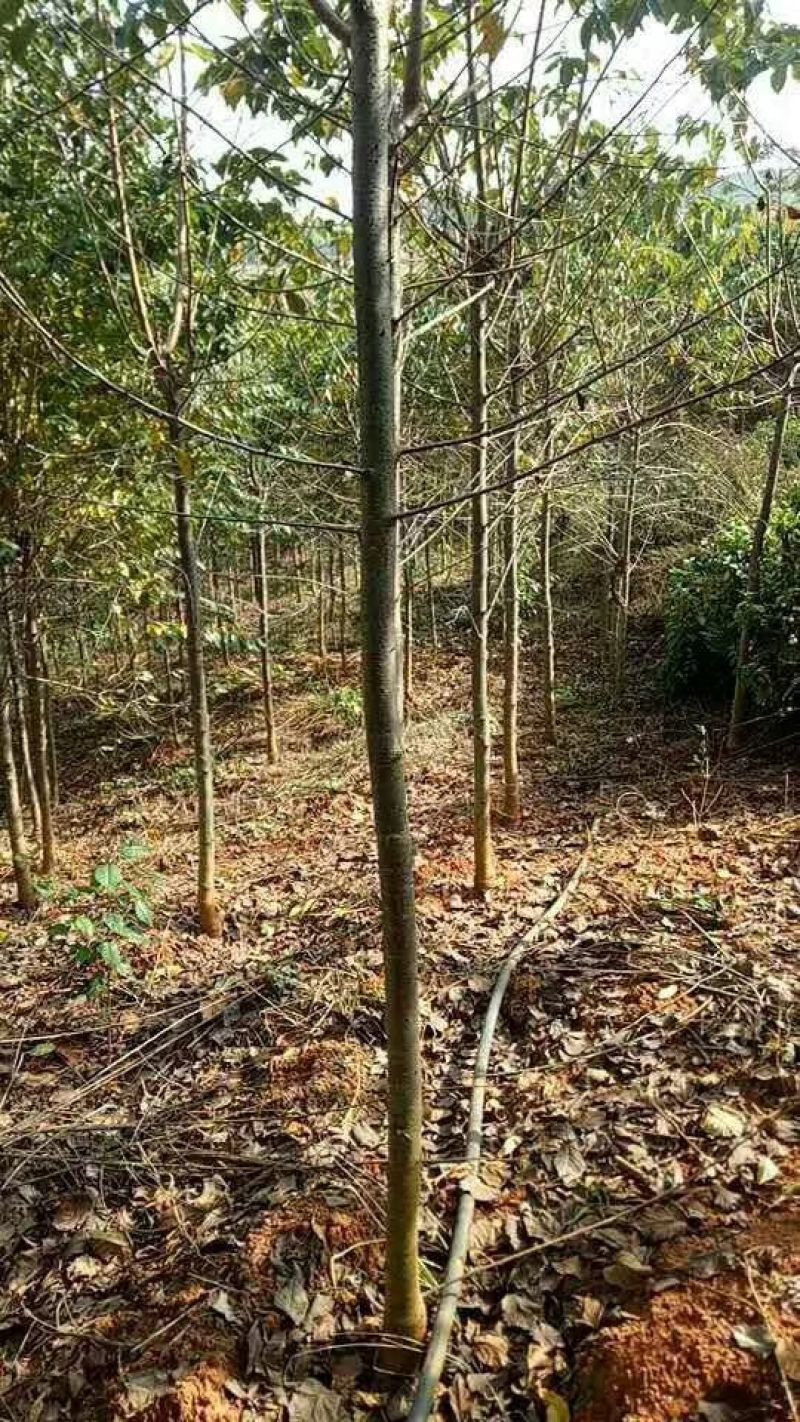 樱花树8~10cm