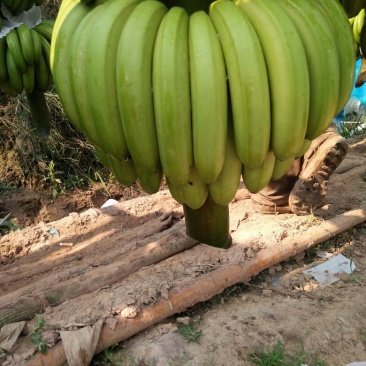 威廉斯香蕉七成熟