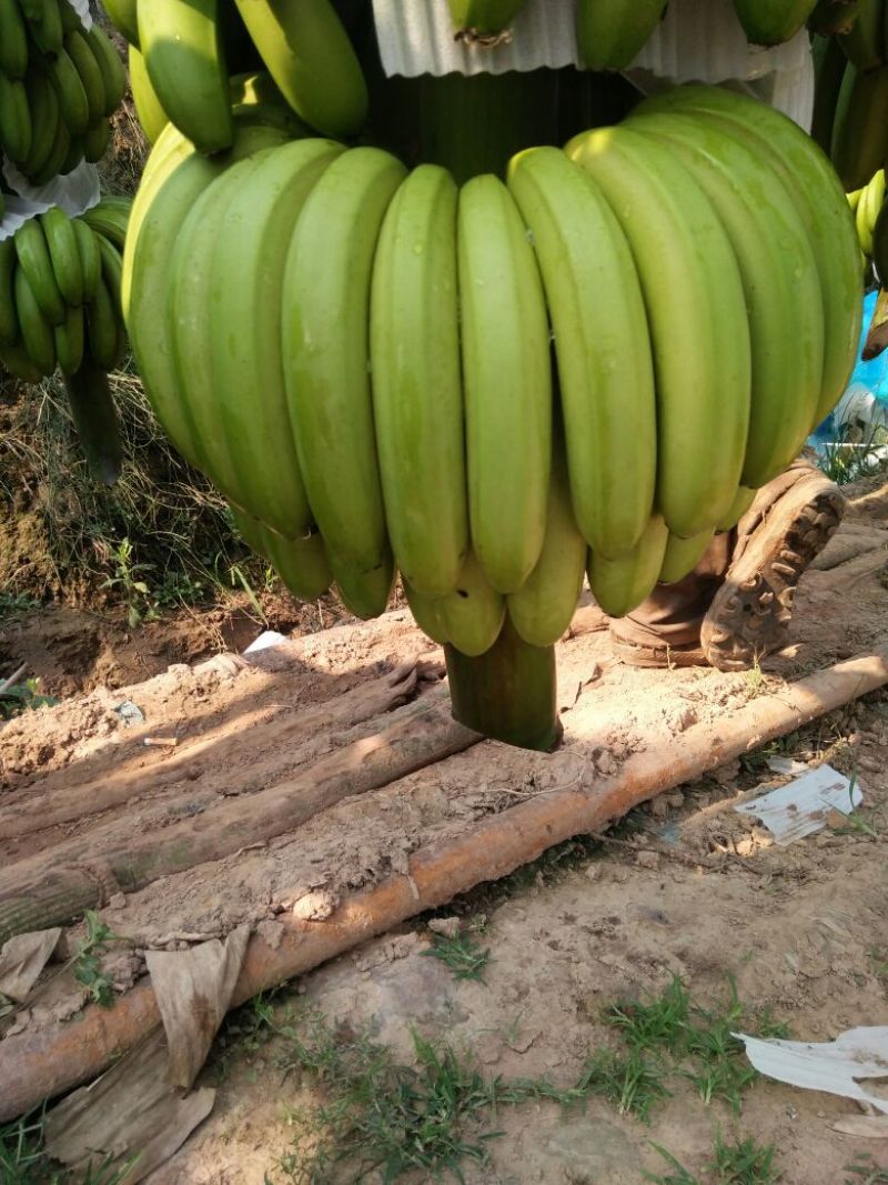 威廉斯香蕉七成熟