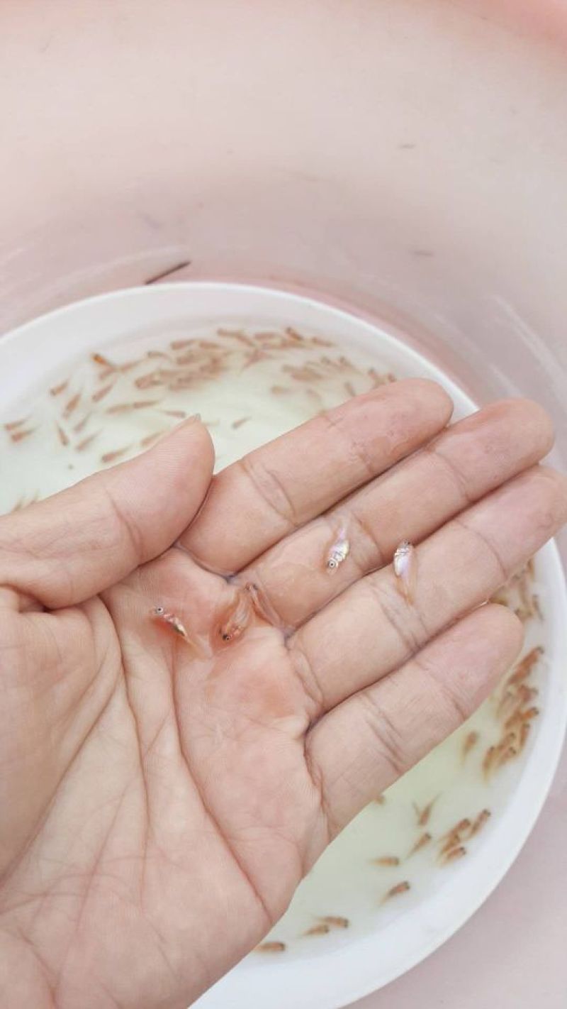 红罗非鱼苗/罗非鱼苗/珍珠白罗鱼苗/彩色罗非苗+技术指导