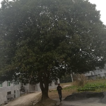 桂花树20cm以上4米以上3米以上