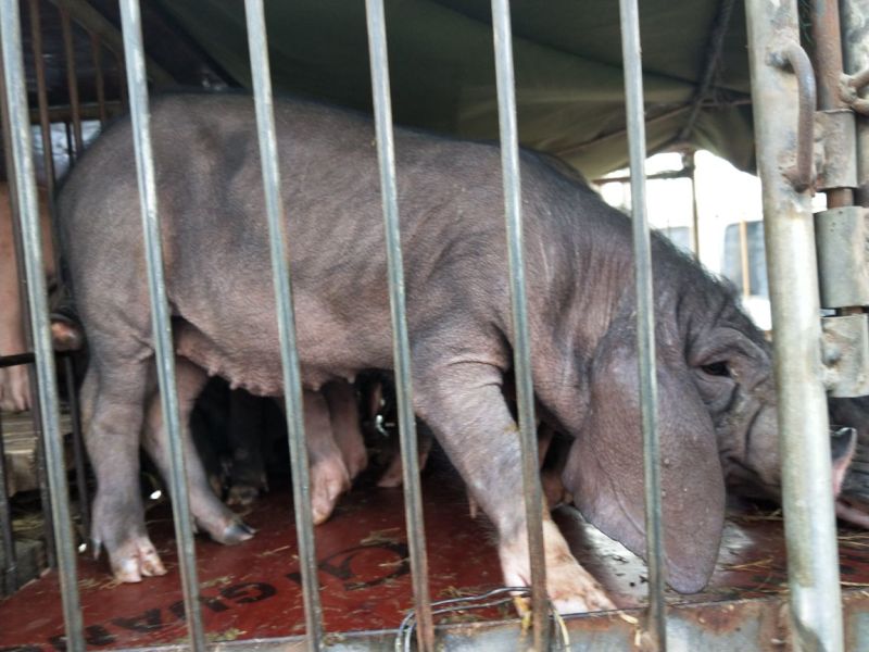 原生态黑土仔猪！原种太湖！品种齐全！防疫严格全国发货