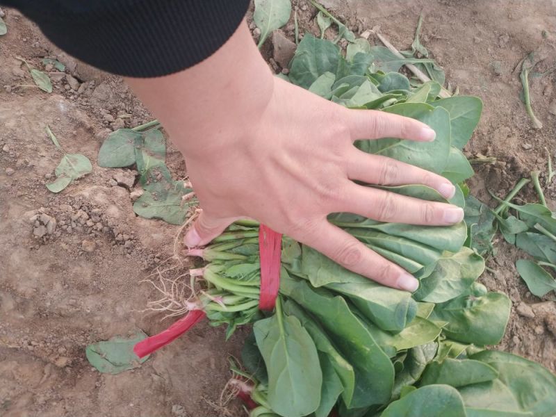 山东德州精品大叶菠菜黑叶菠菜提供各种包装