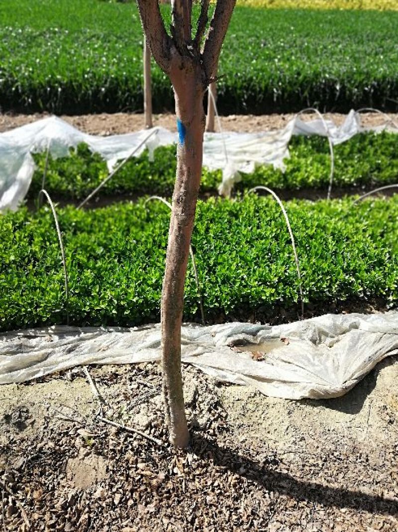 大叶黄杨苗10~20cm