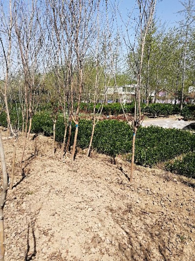 大叶黄杨苗10~20cm