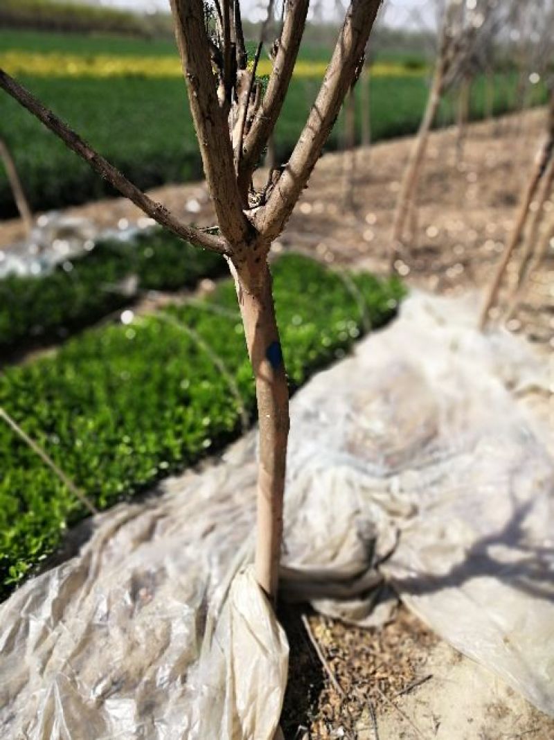 大叶黄杨苗10~20cm