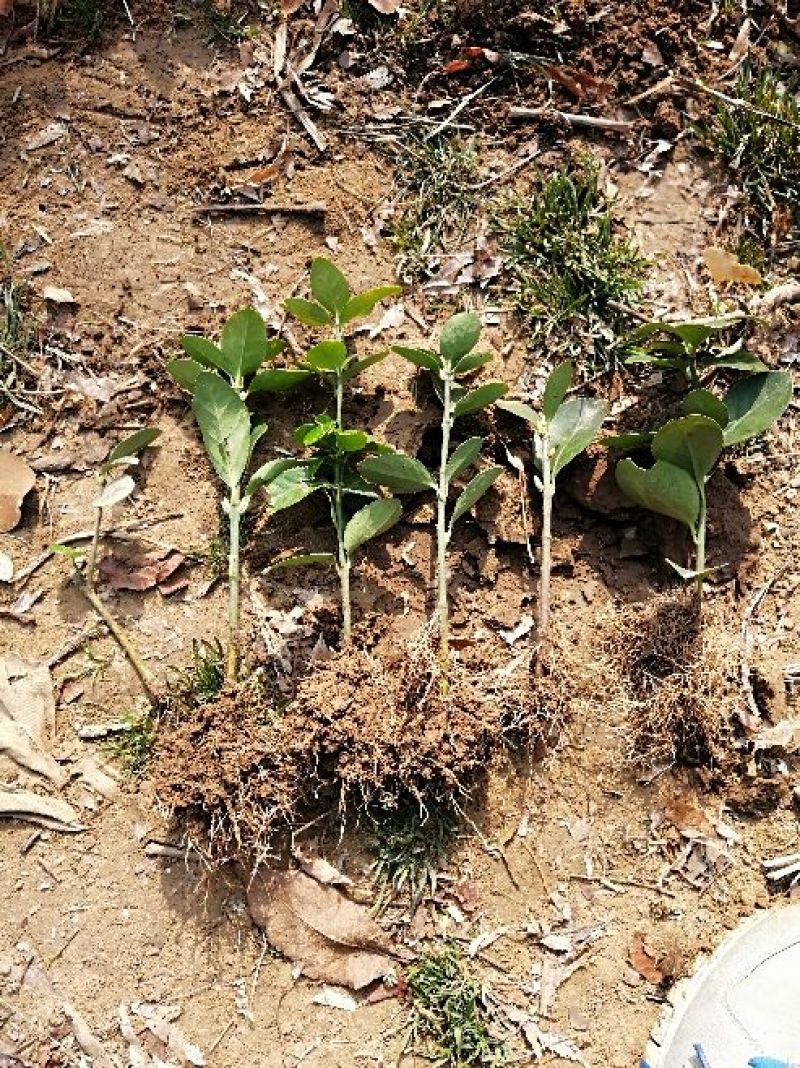 大叶黄杨苗10~20cm