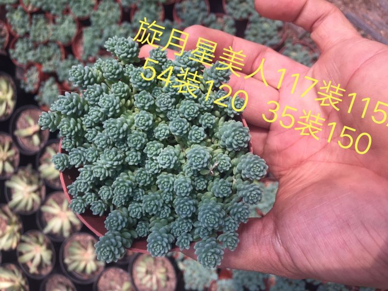 多肉植物含盆100多个品种