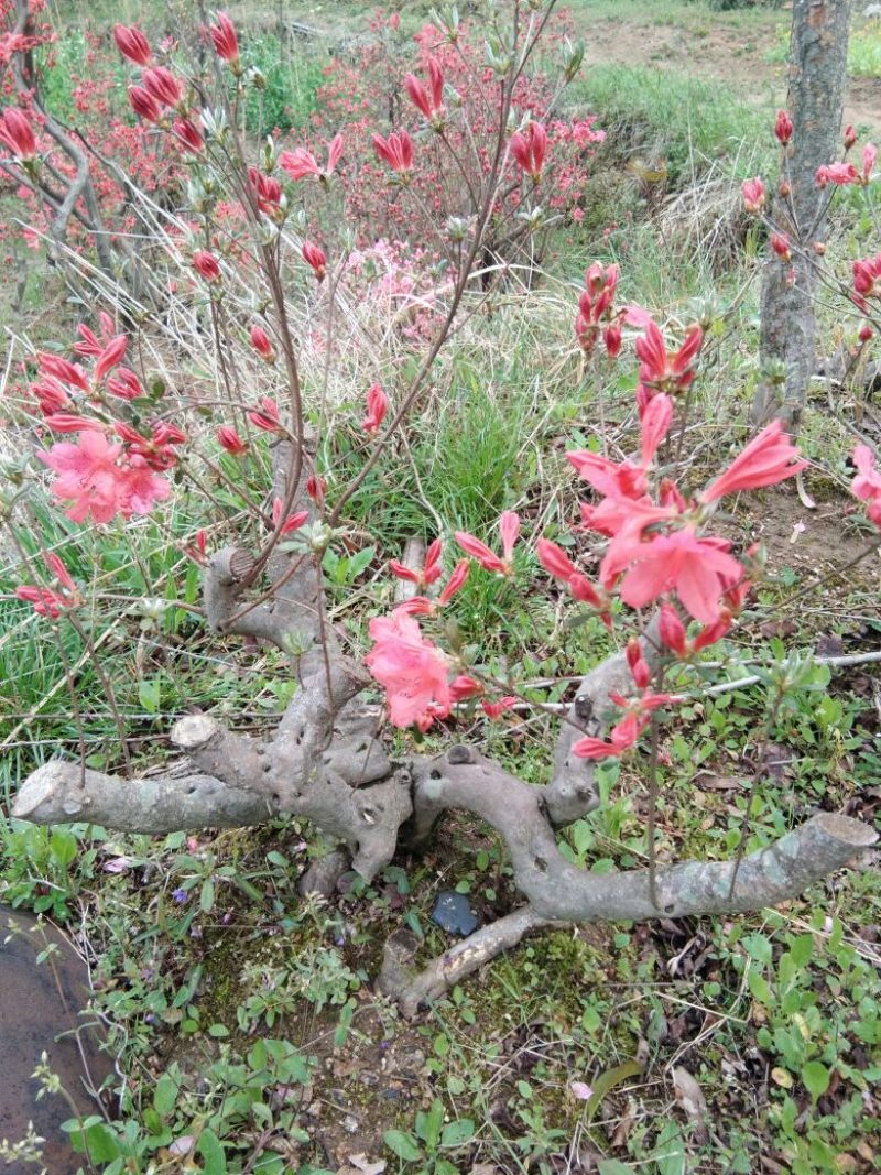 映山红树桩5~10cm