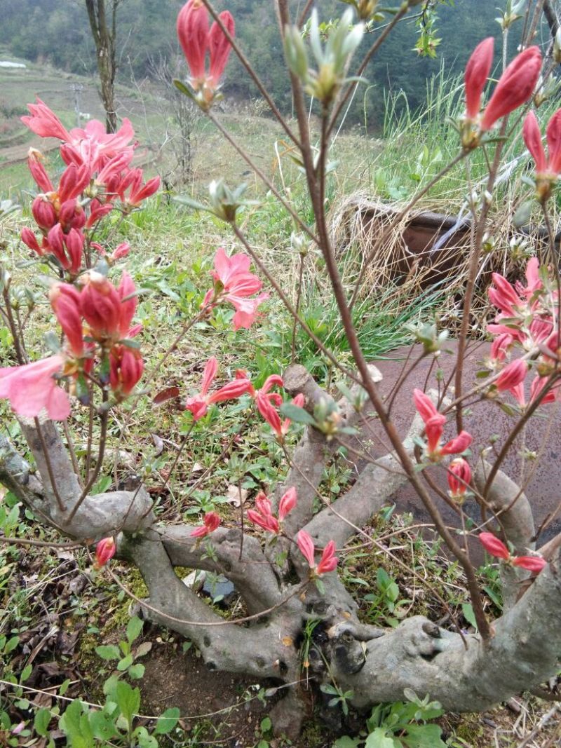 映山红树桩5~10cm