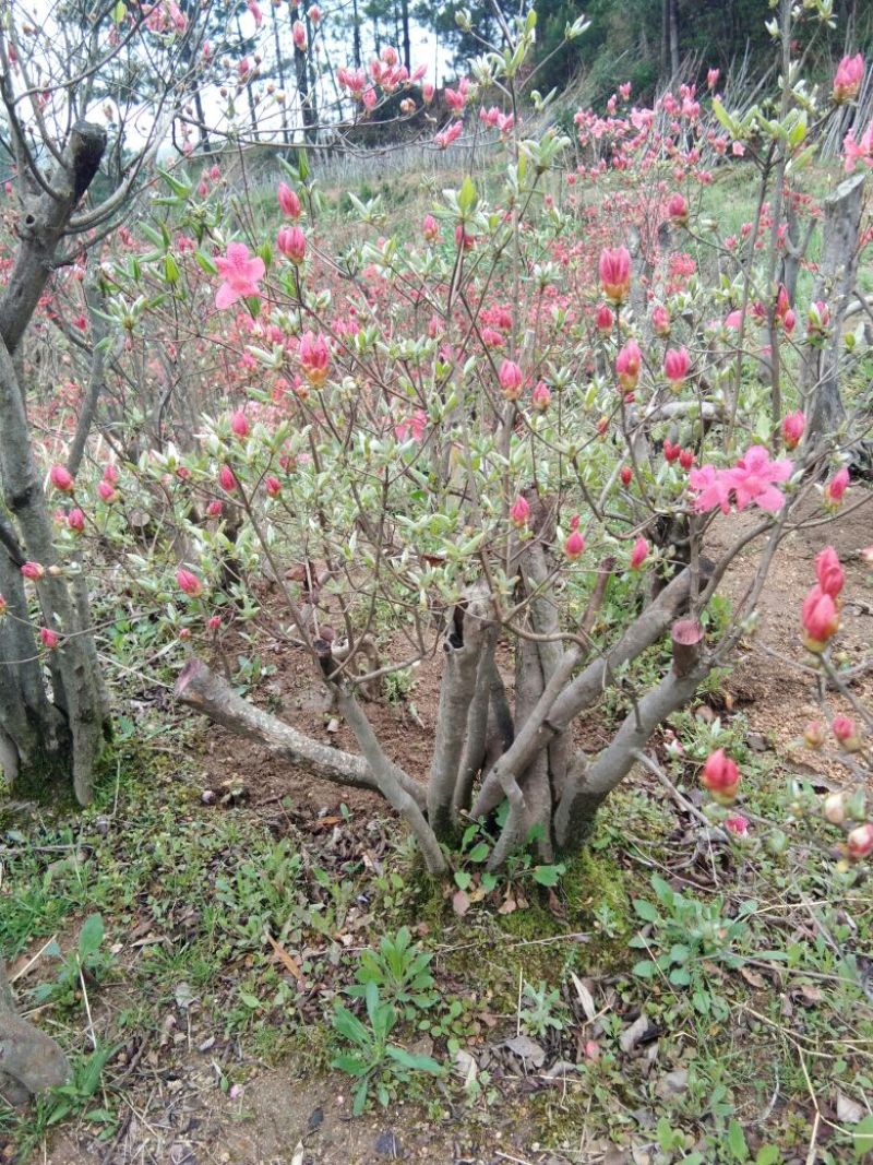 映山红树桩5~10cm