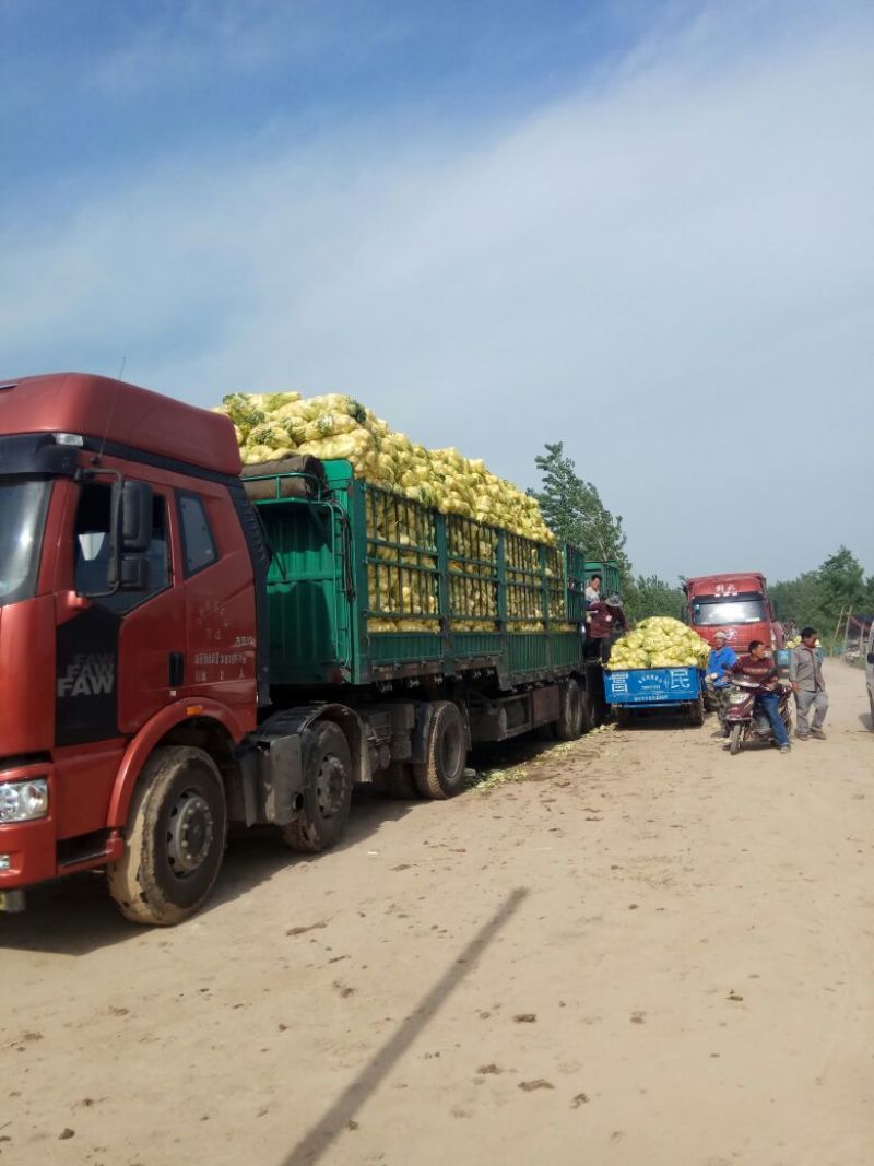 河南娃娃菜大娃小娃娃菜专业场地精品加工24H随时看货
