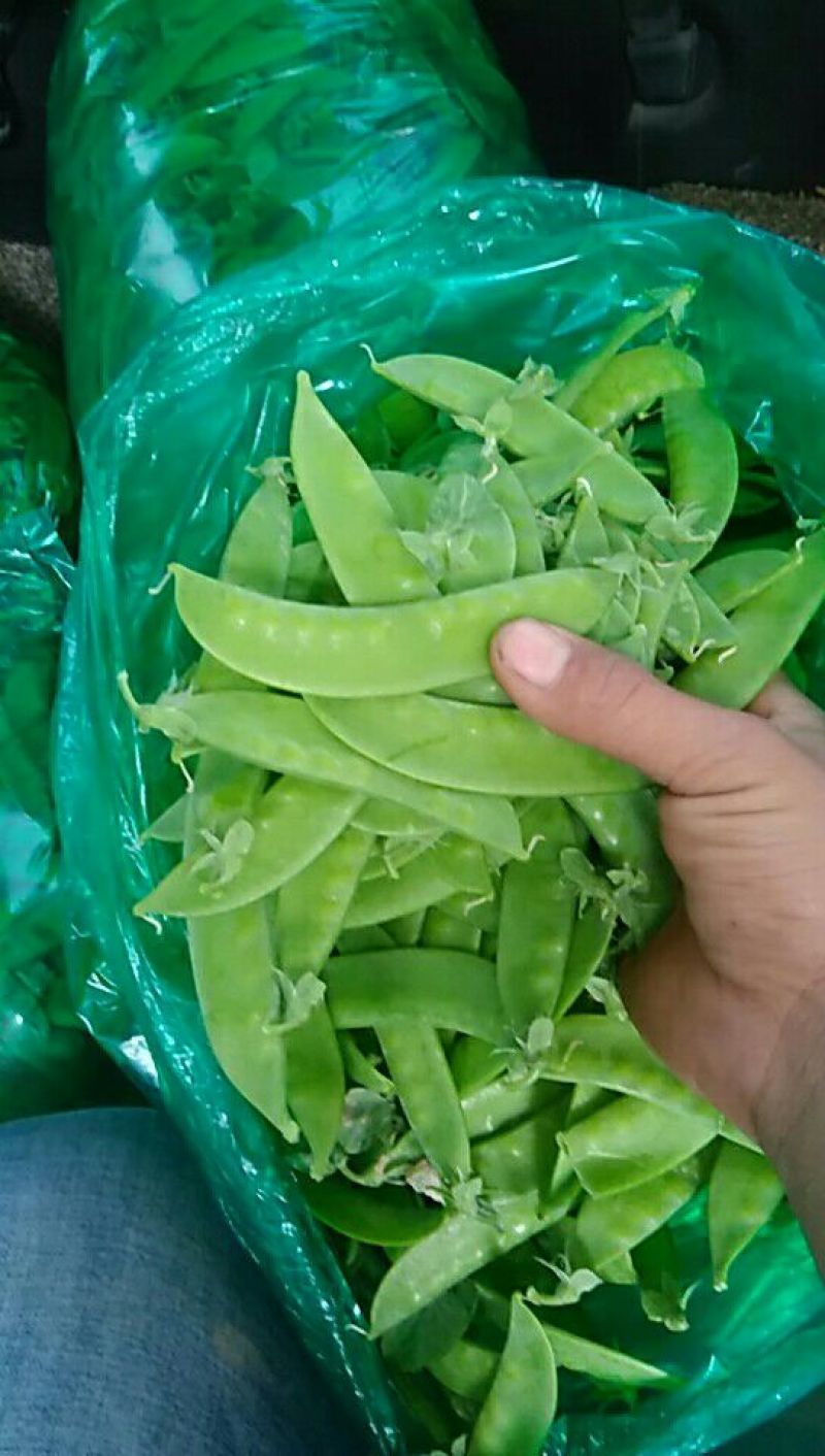 荷兰豆未饱满