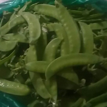 荷兰豆未饱满