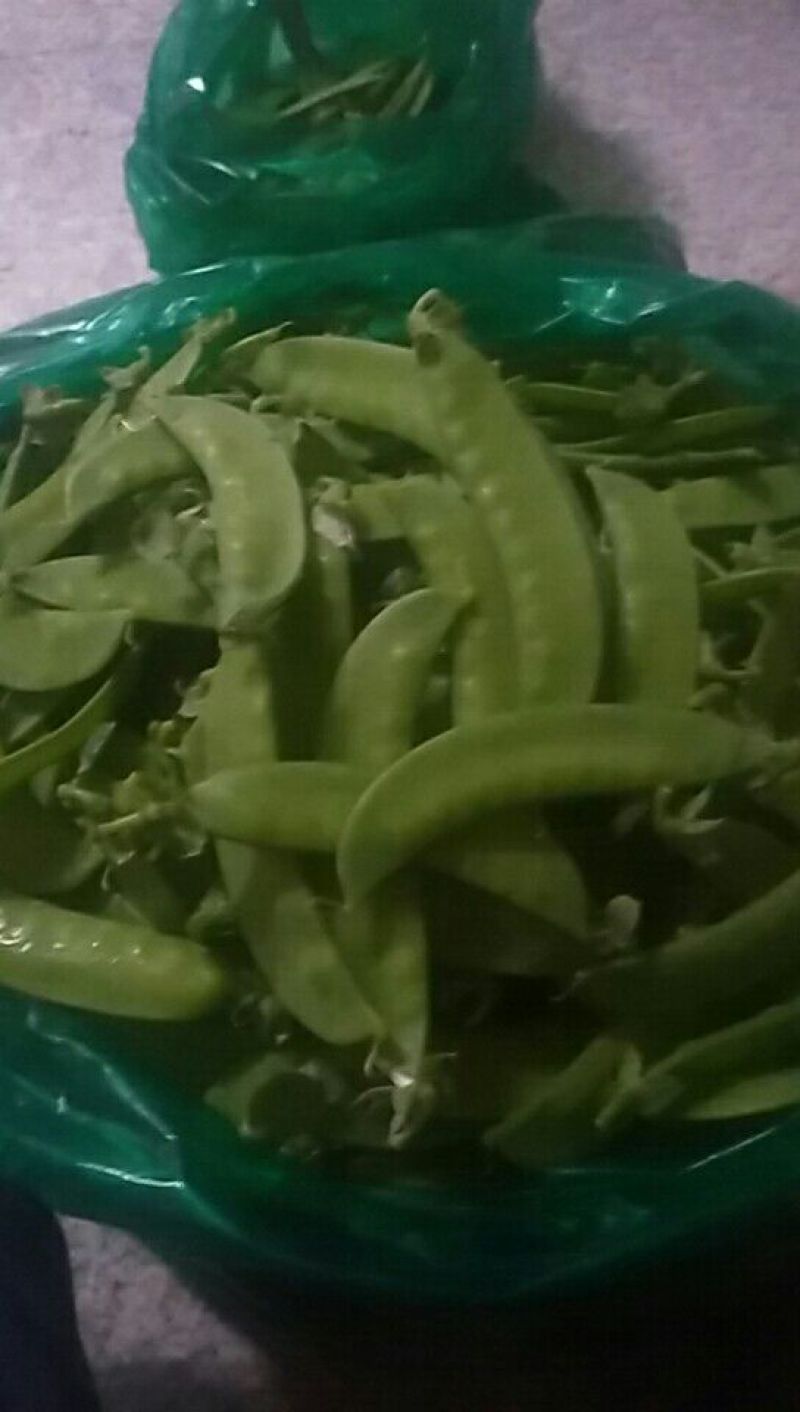 荷兰豆未饱满