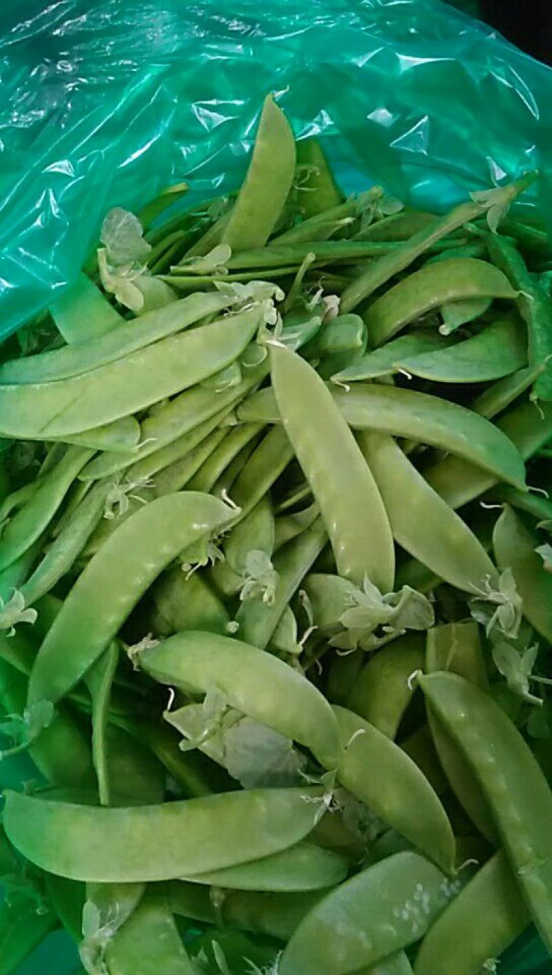 荷兰豆未饱满