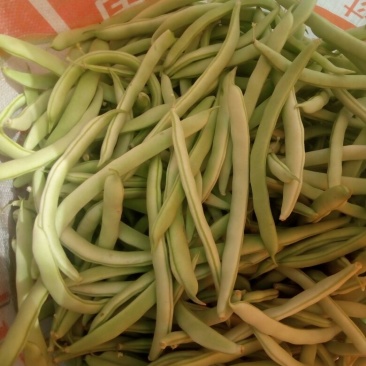 九粒白芸豆15cm以上