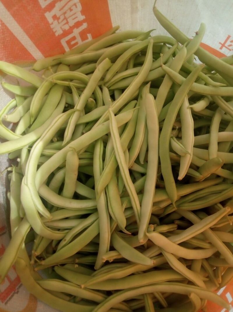 九粒白芸豆15cm以上