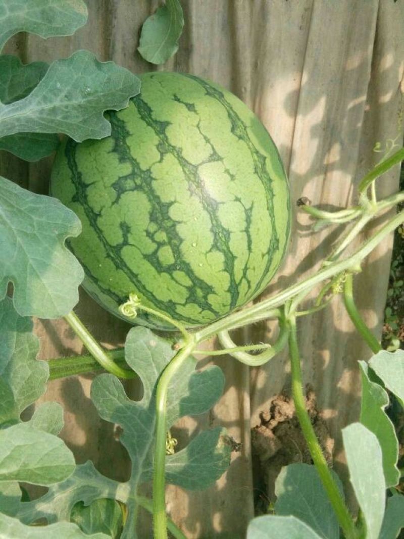 实力特小凤西瓜江苏产地直发量大从优，质量保证9成熟头茬