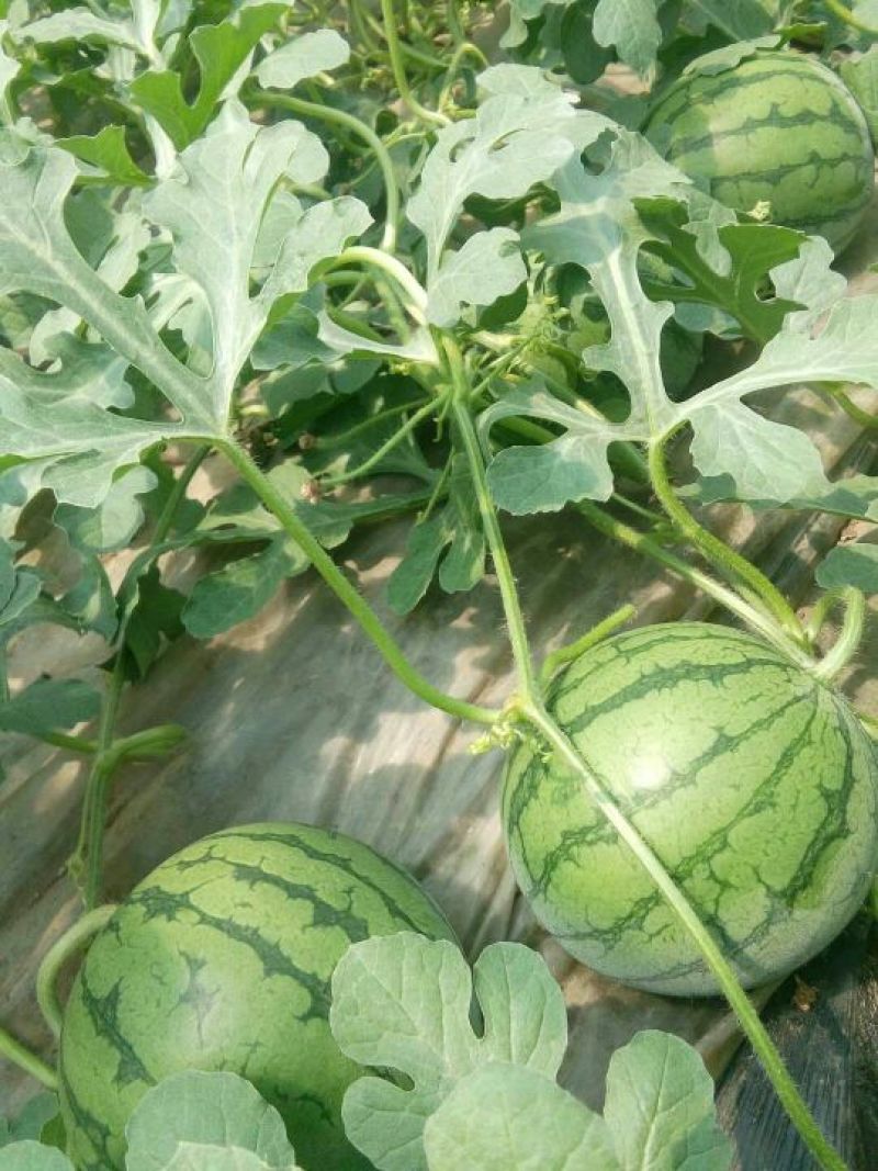 实力特小凤西瓜江苏产地直发量大从优，质量保证9成熟头茬