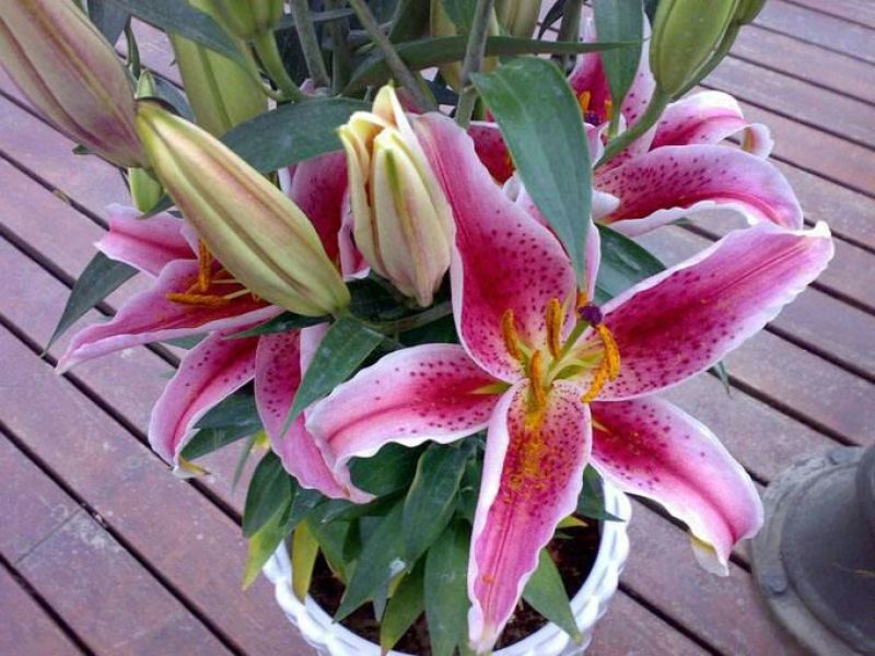 百合种球香水百合花种子球四季盆栽室内绿植物庭院花园阳台花
