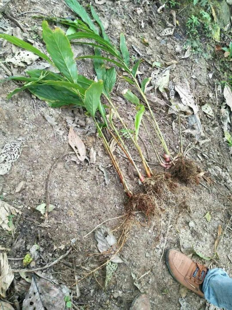 草果苗，草果老根，三年的草果根，草果苗