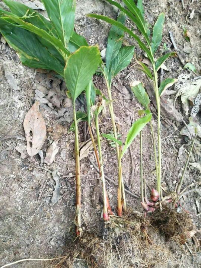 草果苗，草果老根，三年的草果根，草果苗