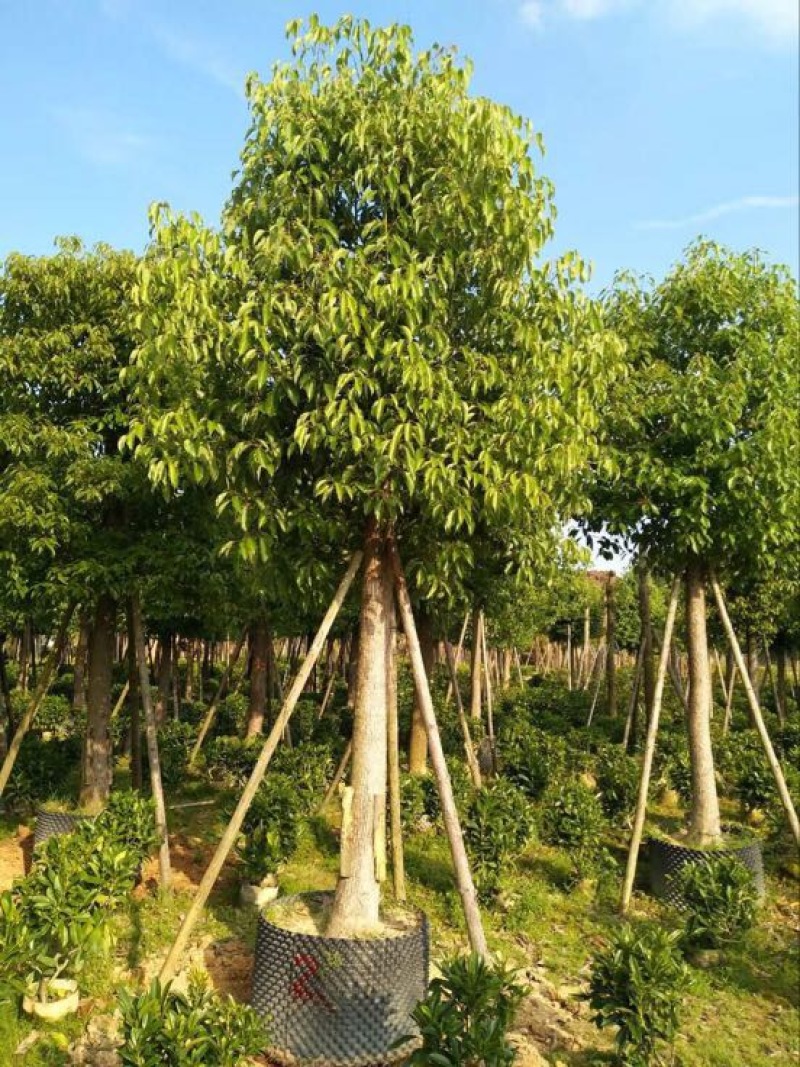香樟14~16cm14~16cm4米以上
