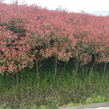 石楠树2~2.5m