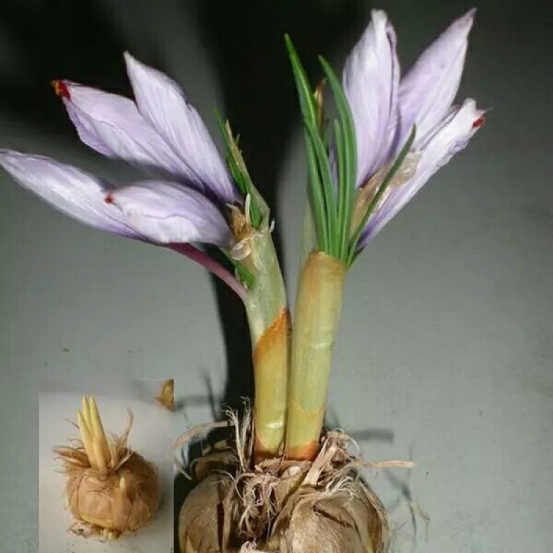 藏红花种球，番红花盆栽苗种籽开花种子球根花朵西红花苗种植