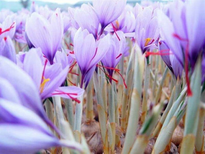 藏红花种球，番红花盆栽苗种籽开花种子球根花朵西红花苗种植