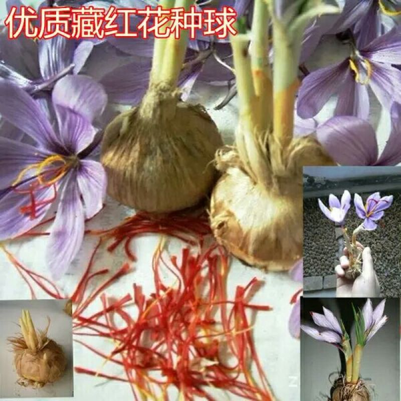 藏红花种球，番红花盆栽苗种籽开花种子球根花朵西红花苗种植
